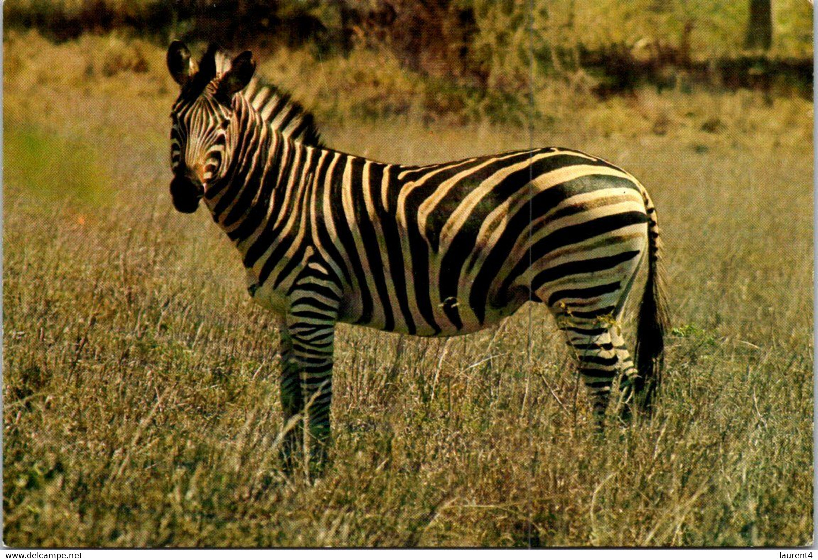 (1 P 10) Zebra - Zebras