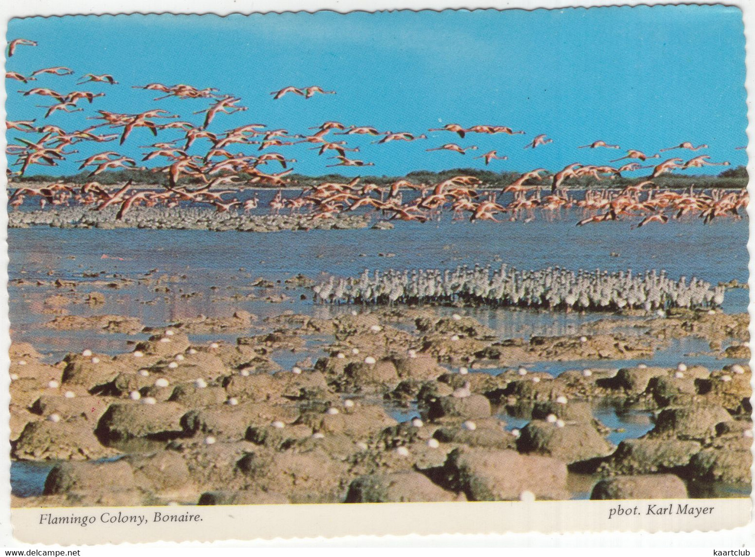 Flamingo Colony - Bonaire - (Netherlands Antilles) - Bonaire
