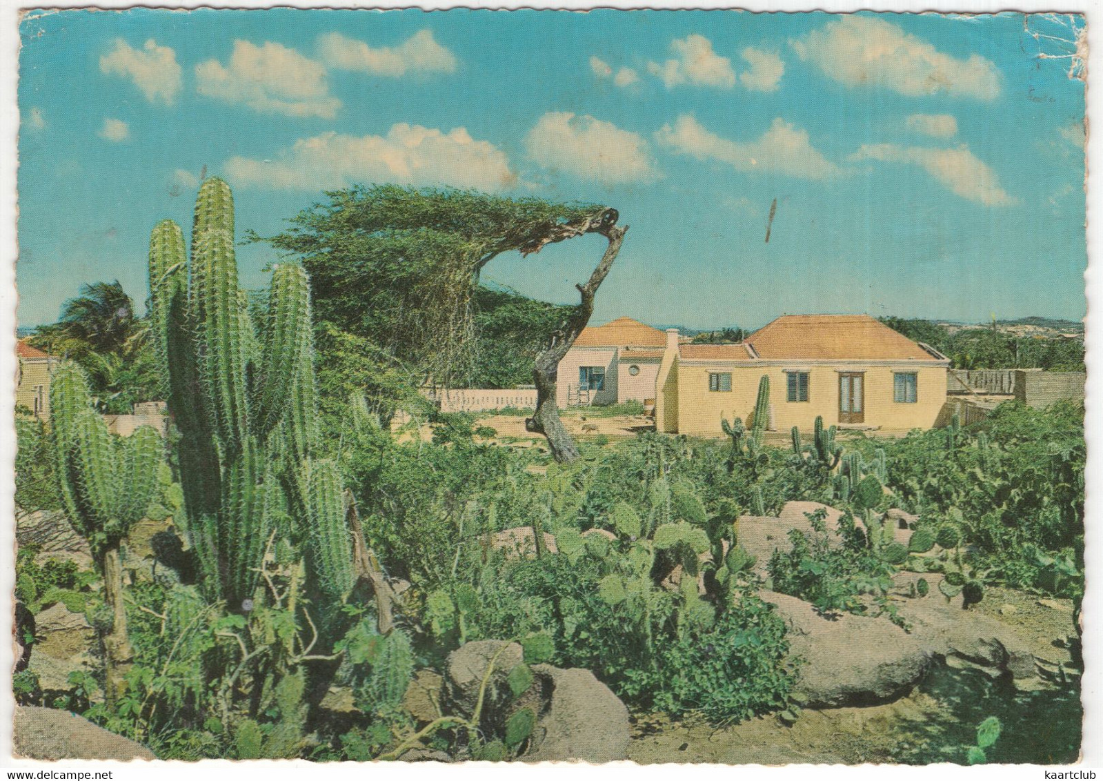 Aruba - Cactusfield With Typical Country Houses - (Neth. Antilles ) - Aruba