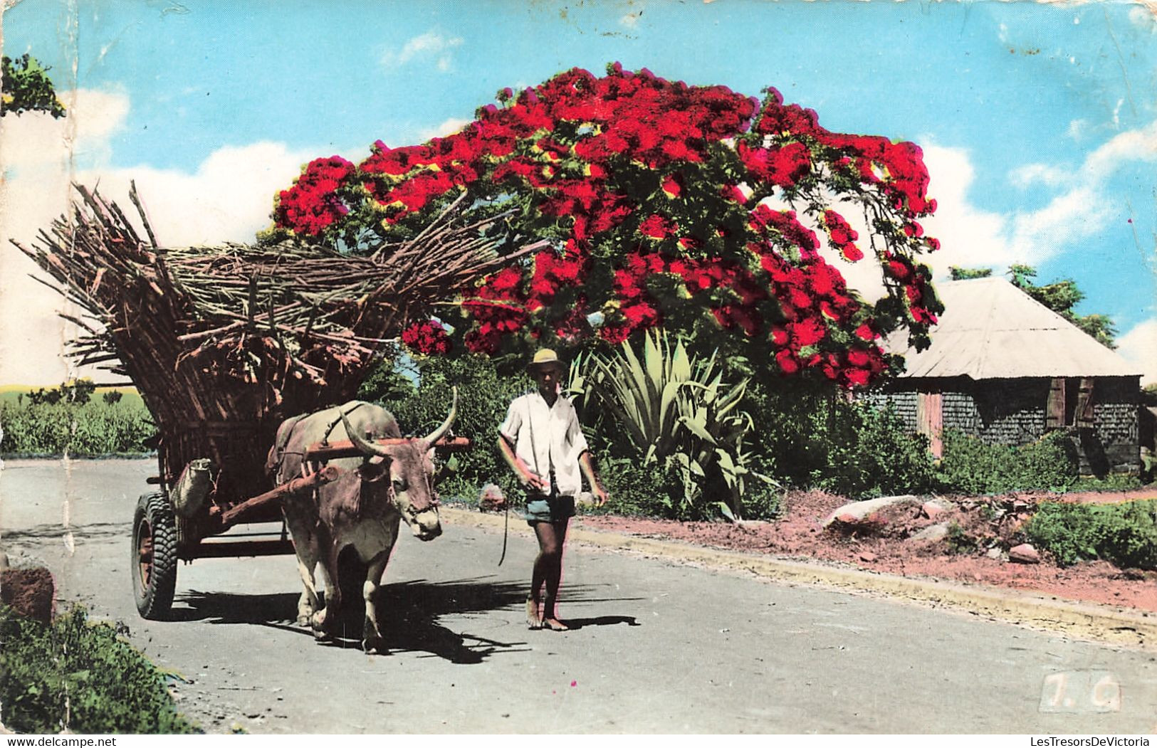 France - La Réunion - Saint Denis - Cannes - Attelage - Photo J.Colbe - Colorisé - Carte Postale Ancienne - Saint Denis