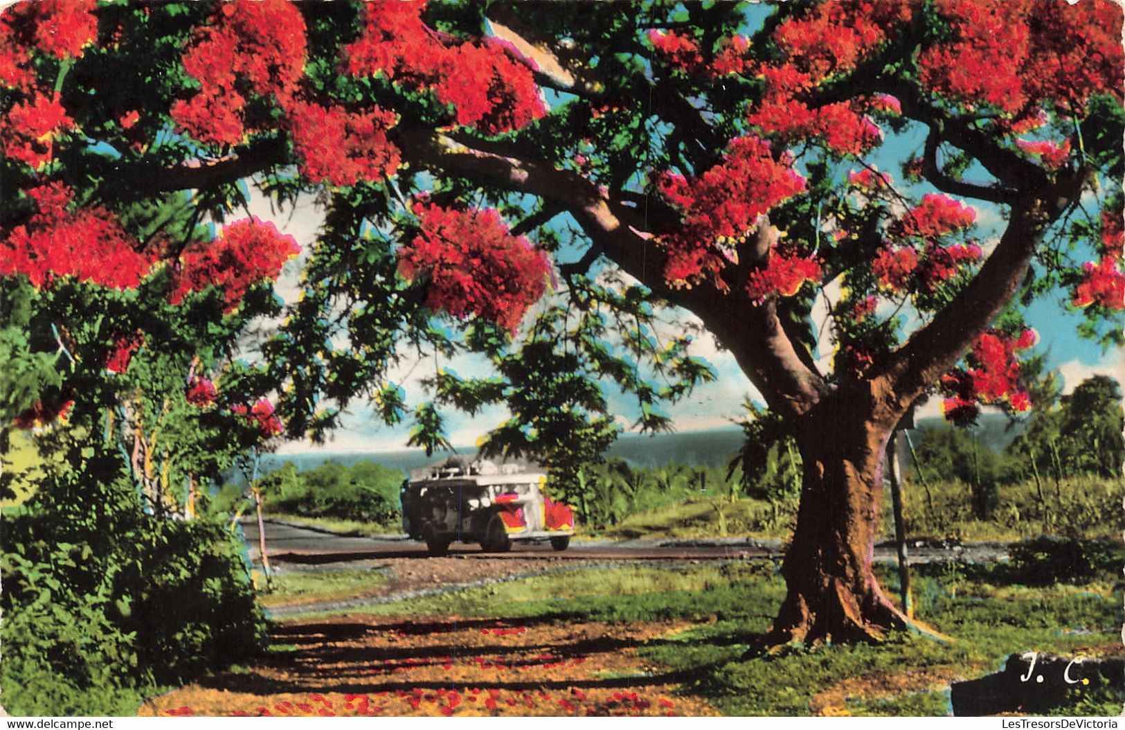 France - La Réunion - Saint Denis - Flamboyant - Phot. J. Colbe - Colorisé  - Carte Postale Ancienne - Saint Denis