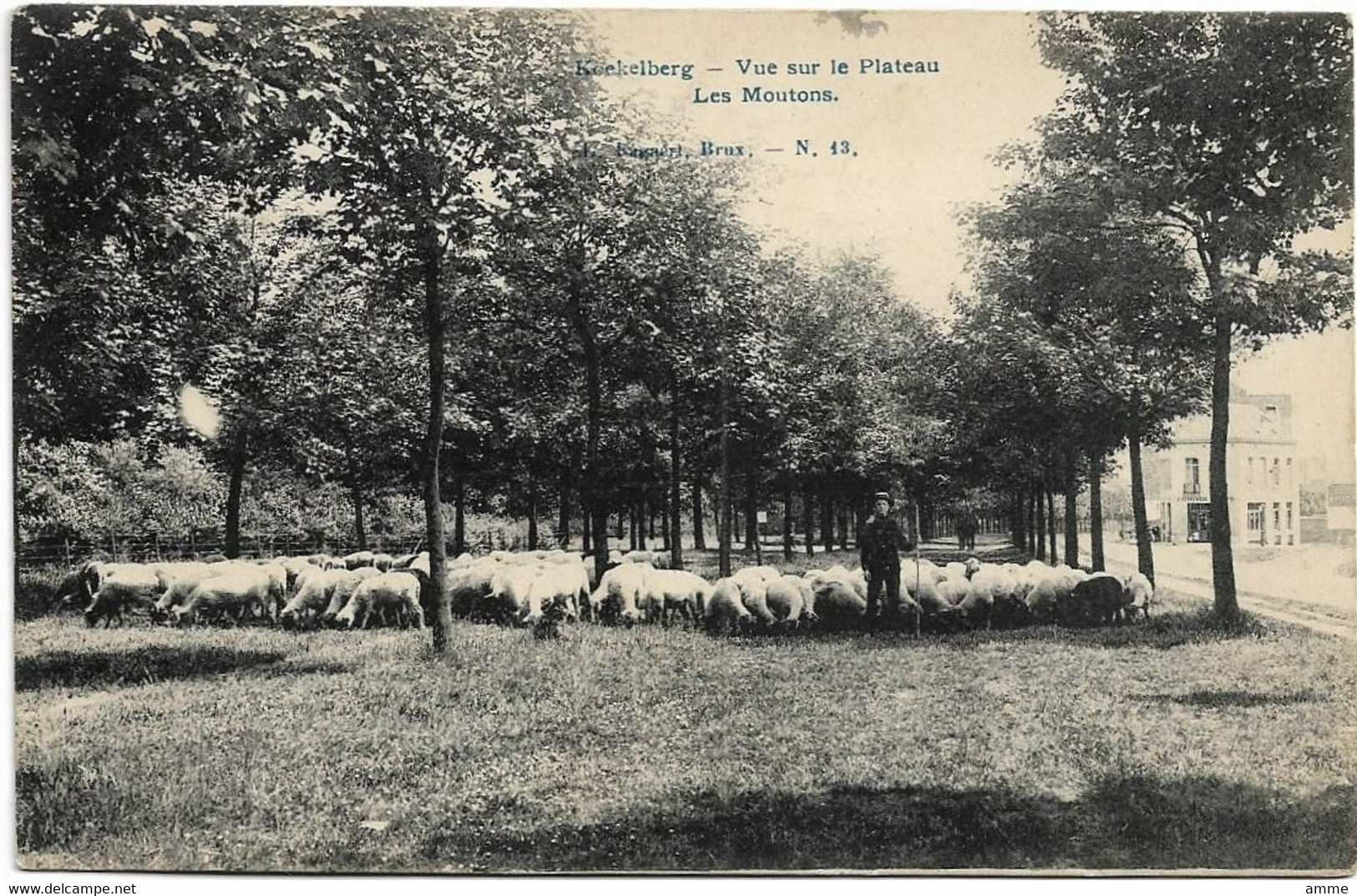 Koekelberg   *   Vue Sur Le Plateau - Les Moutons - Koekelberg