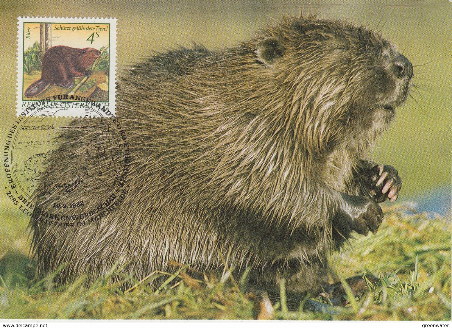 Austria 1988 Beaver 1v Maxicard  (AN163B) - Fauna Artica