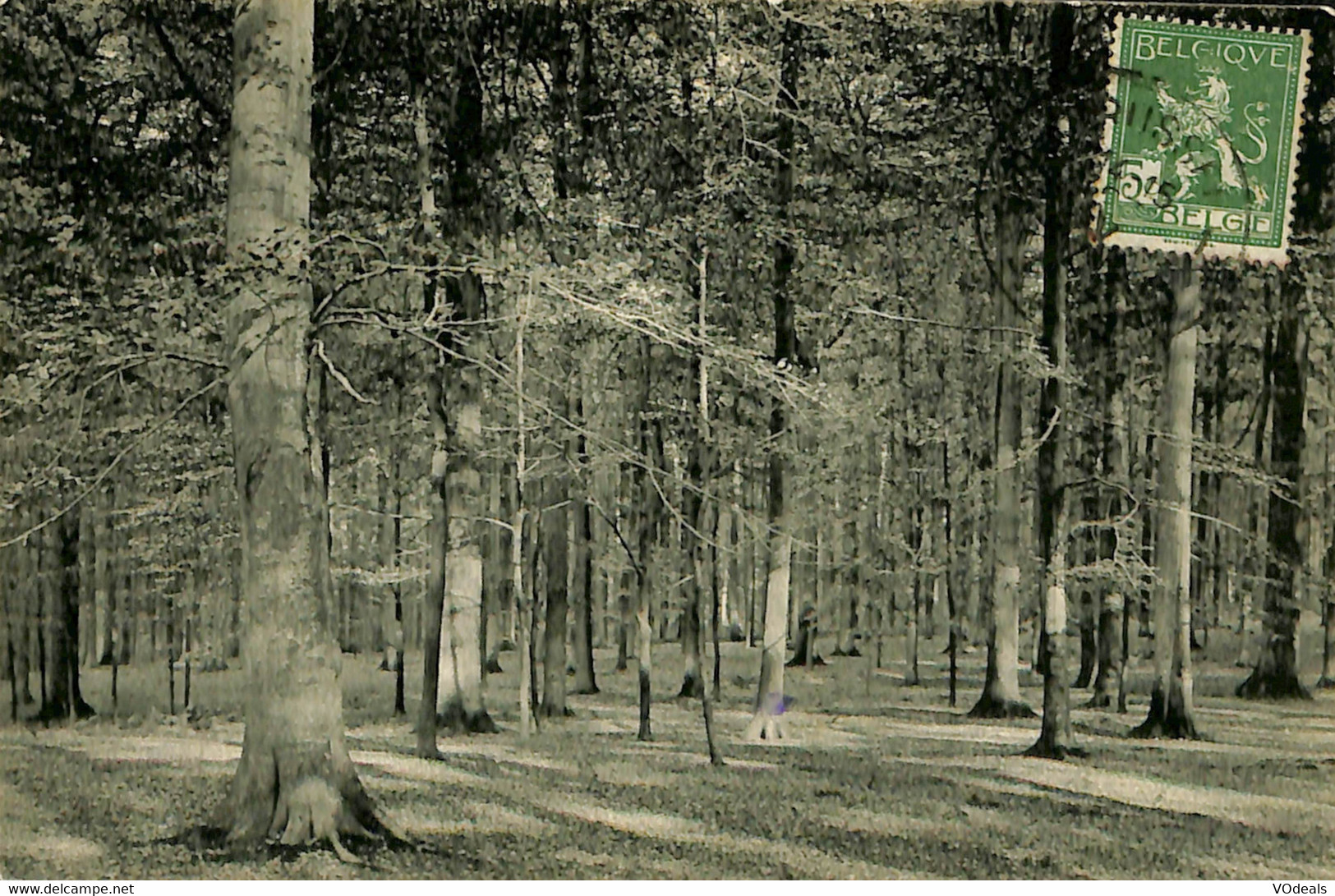 Belgique - Brabant Flamand - Tervueren - Tervuren - Le Parc - Sous-bois - Tervuren