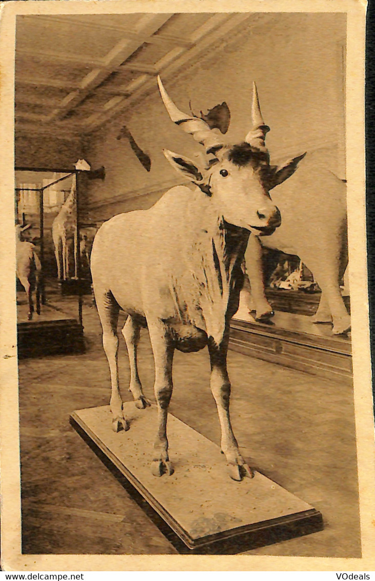 Belgique - Brabant Flamand - Tervueren - Tervuren - Musée Du Congo Belge - L'Elan - Tervuren