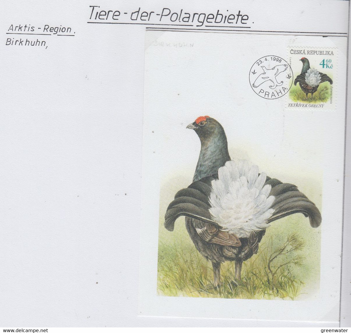 Czech Republic 1998 Birkhuhn 1v Maxicard 23.4.1998 (AN169) - Arctische Fauna