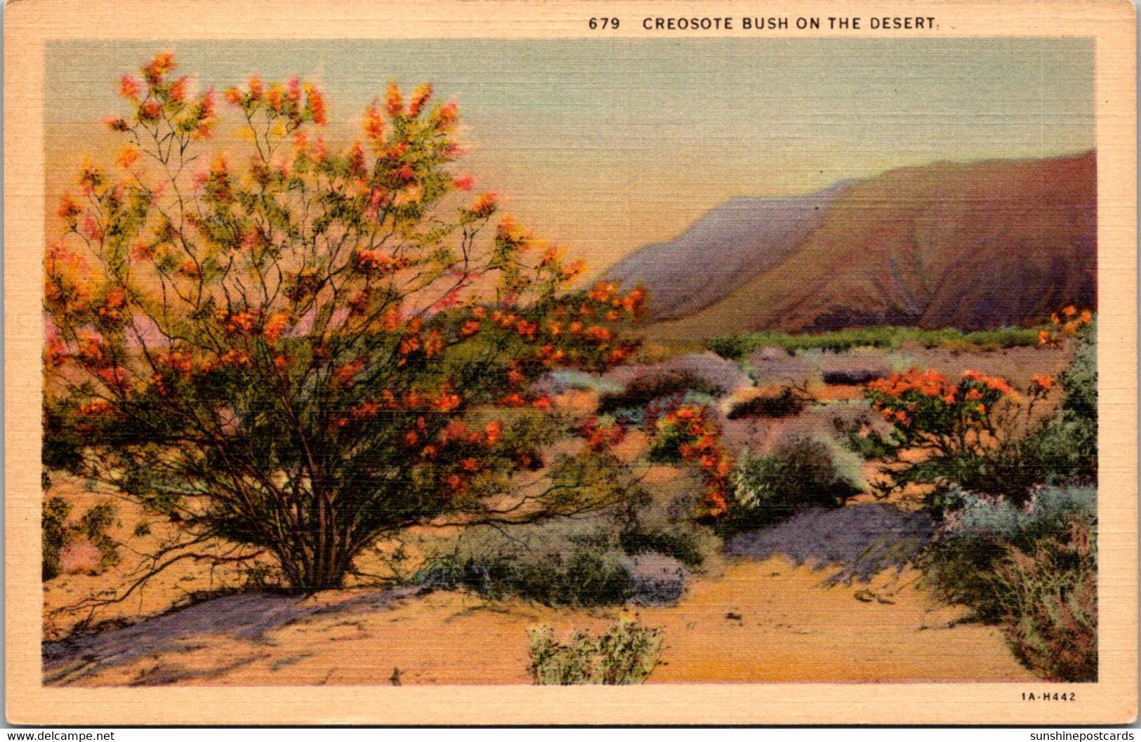 Cactus Creosote Bush On The Desert - Cactussen