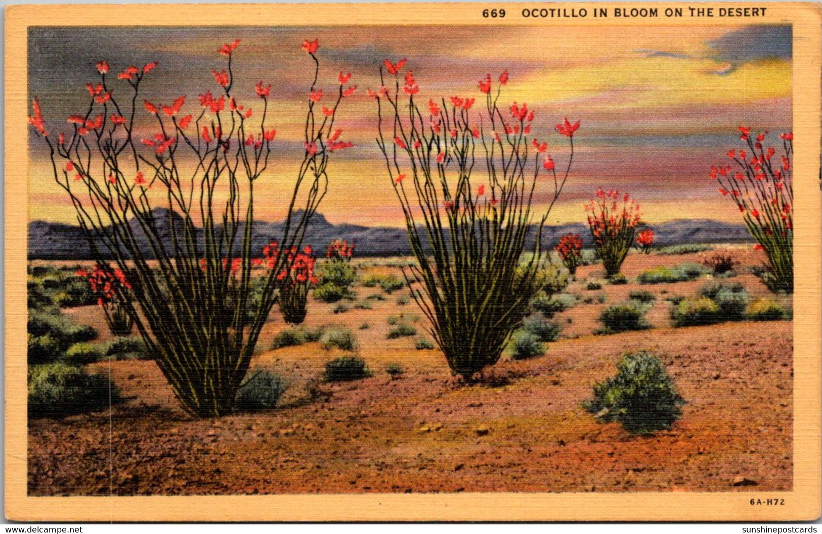 Cactus Ocotillo In Bloom On The Desert 1945 Curteich - Cactussen