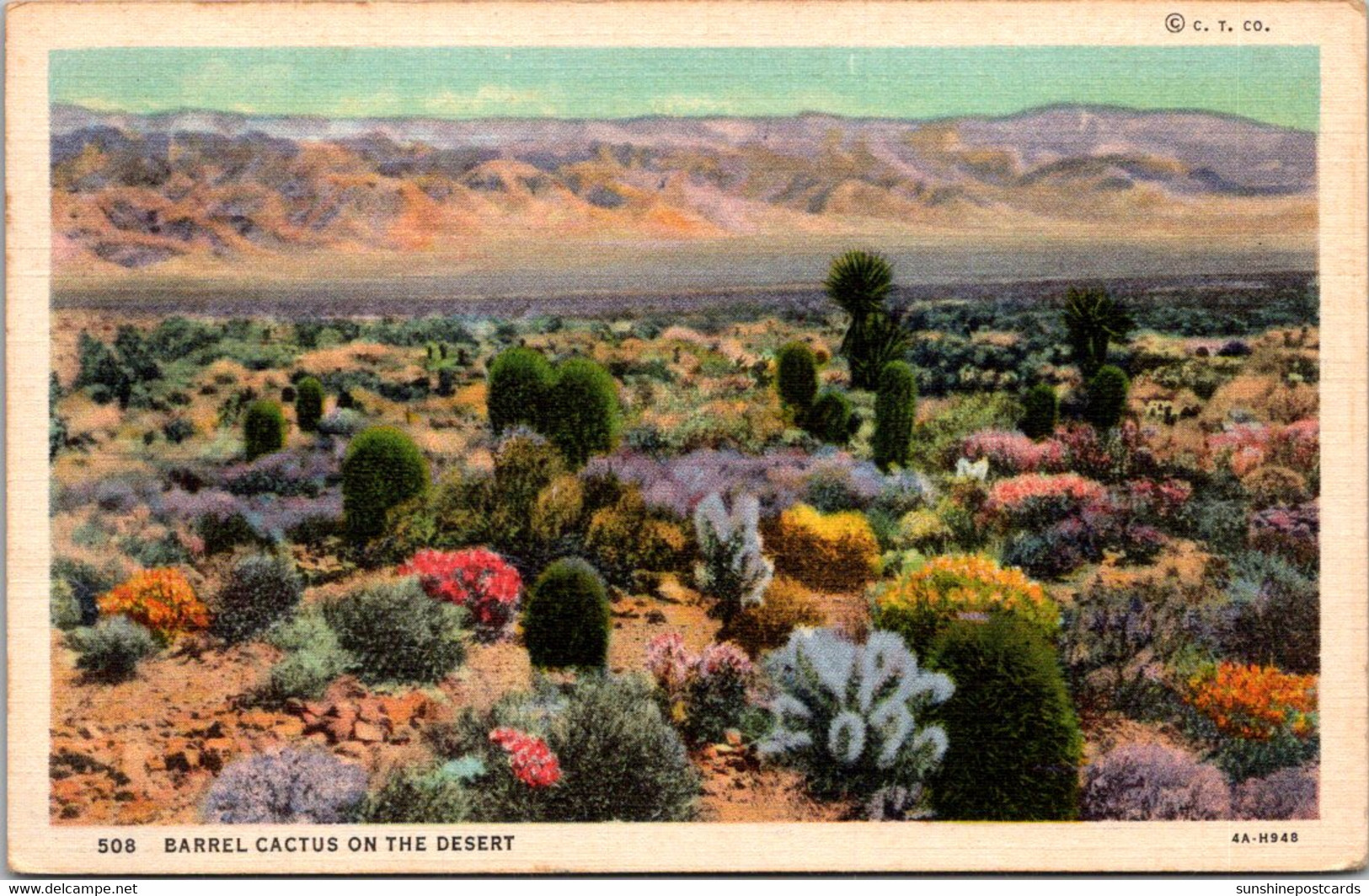 Cactus Barrel Cactus On The Desert 1936 Curteich - Cactusses