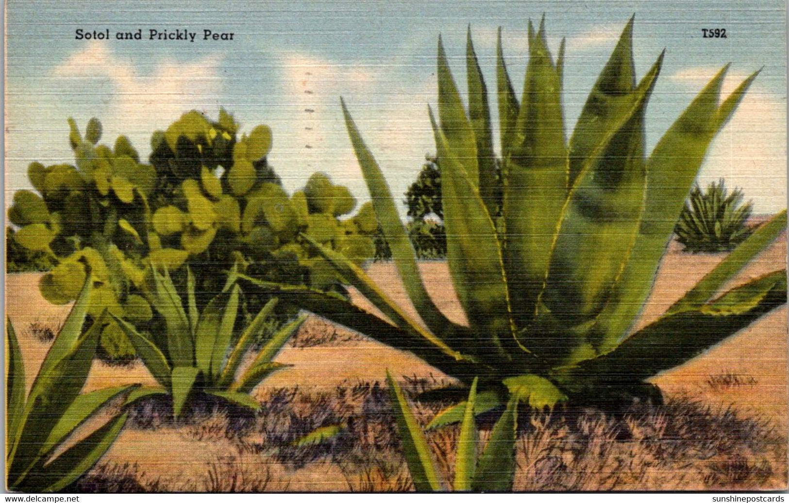 Cactus Sotol And Prickly Pear 1946 - Cactus