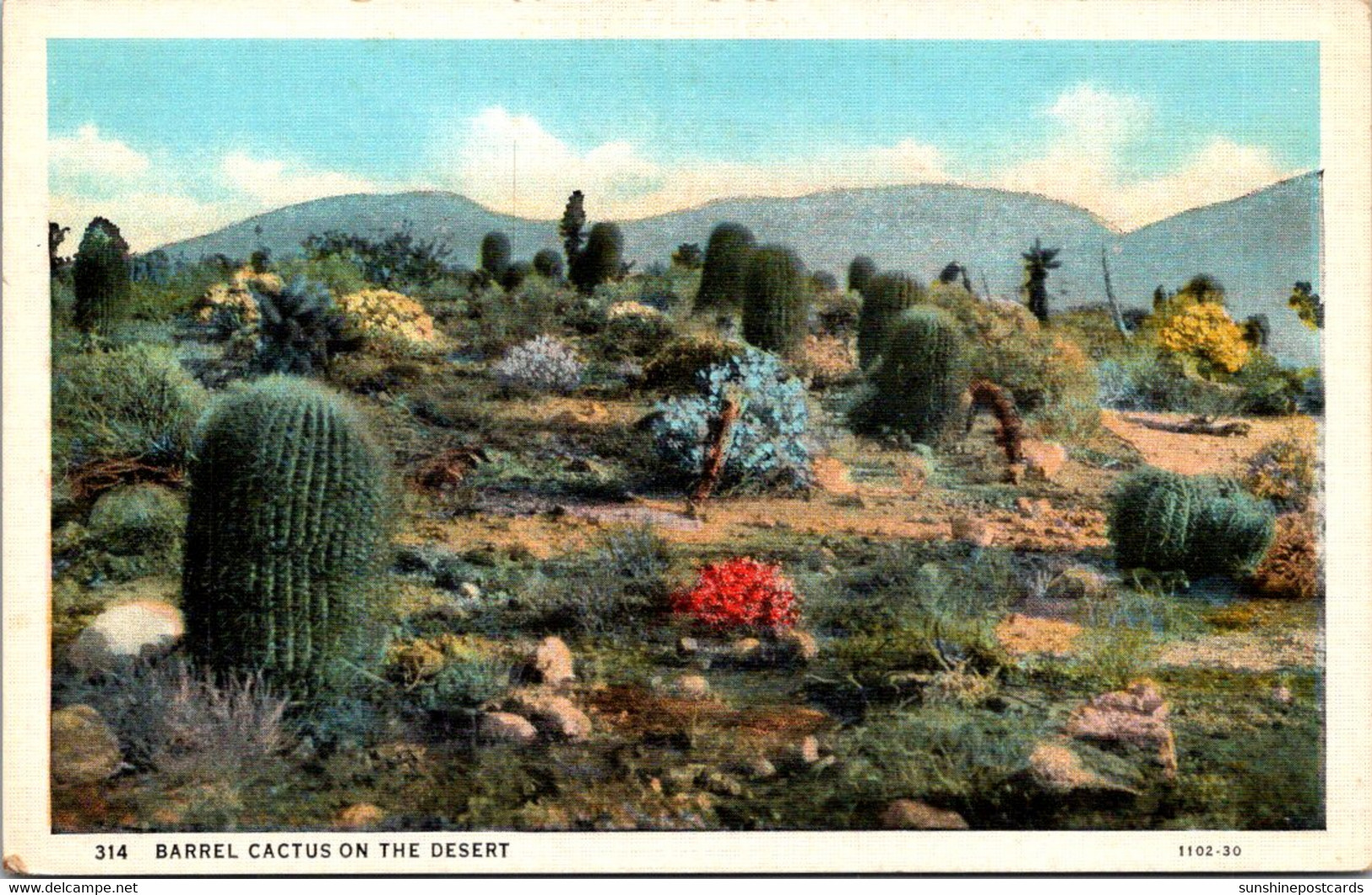 Cactus Barrel Cactus On The Desert Curteich - Sukkulenten