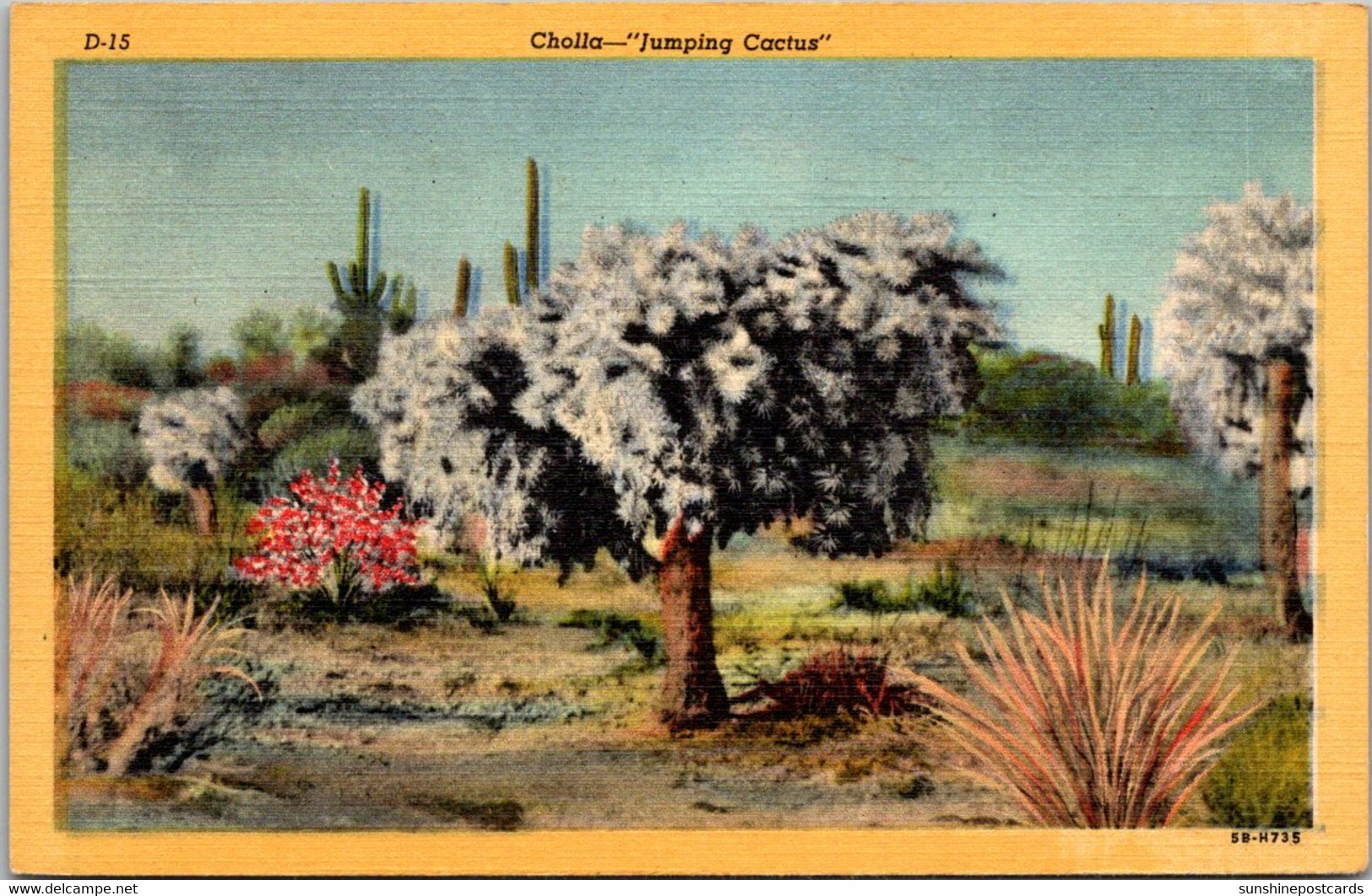 Cactus Cholla Cactus "Jumping Cactus" Curteich - Cactus