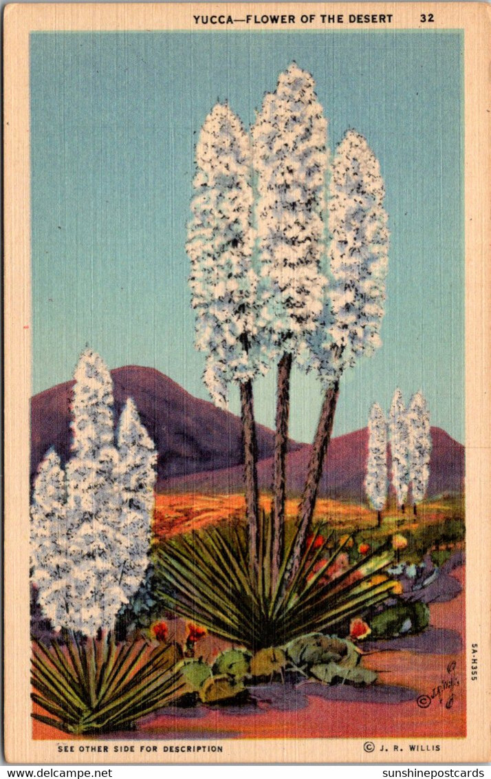 Cactus Yucca Flowers Of The Desert Curteich - Cactusses