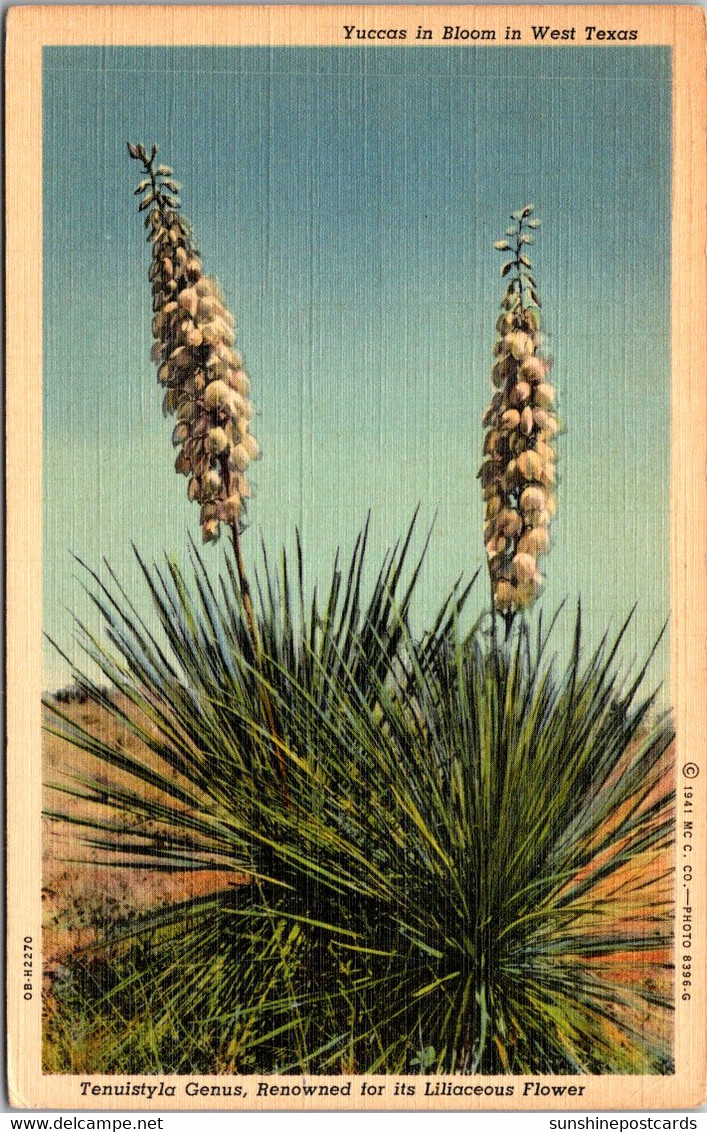 Cactus Yuccas In Bloom In West Texas 1941 Curteich - Cactussen