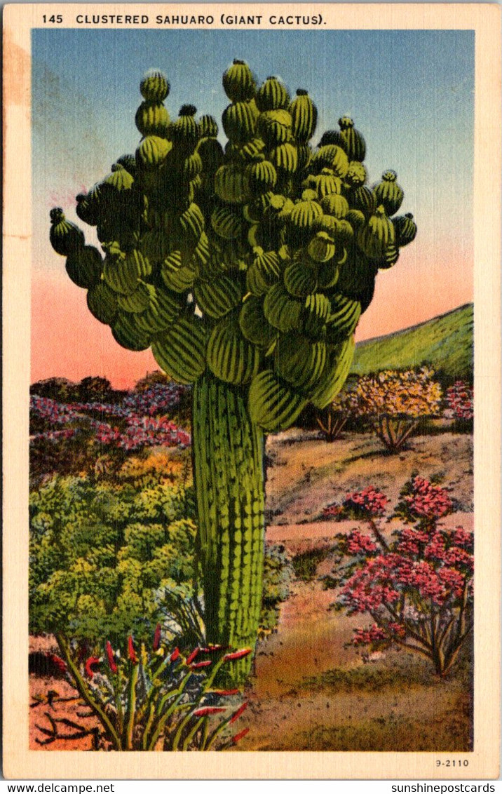 Cactus Clustered Sahuaru Giant Cactus - Cactusses