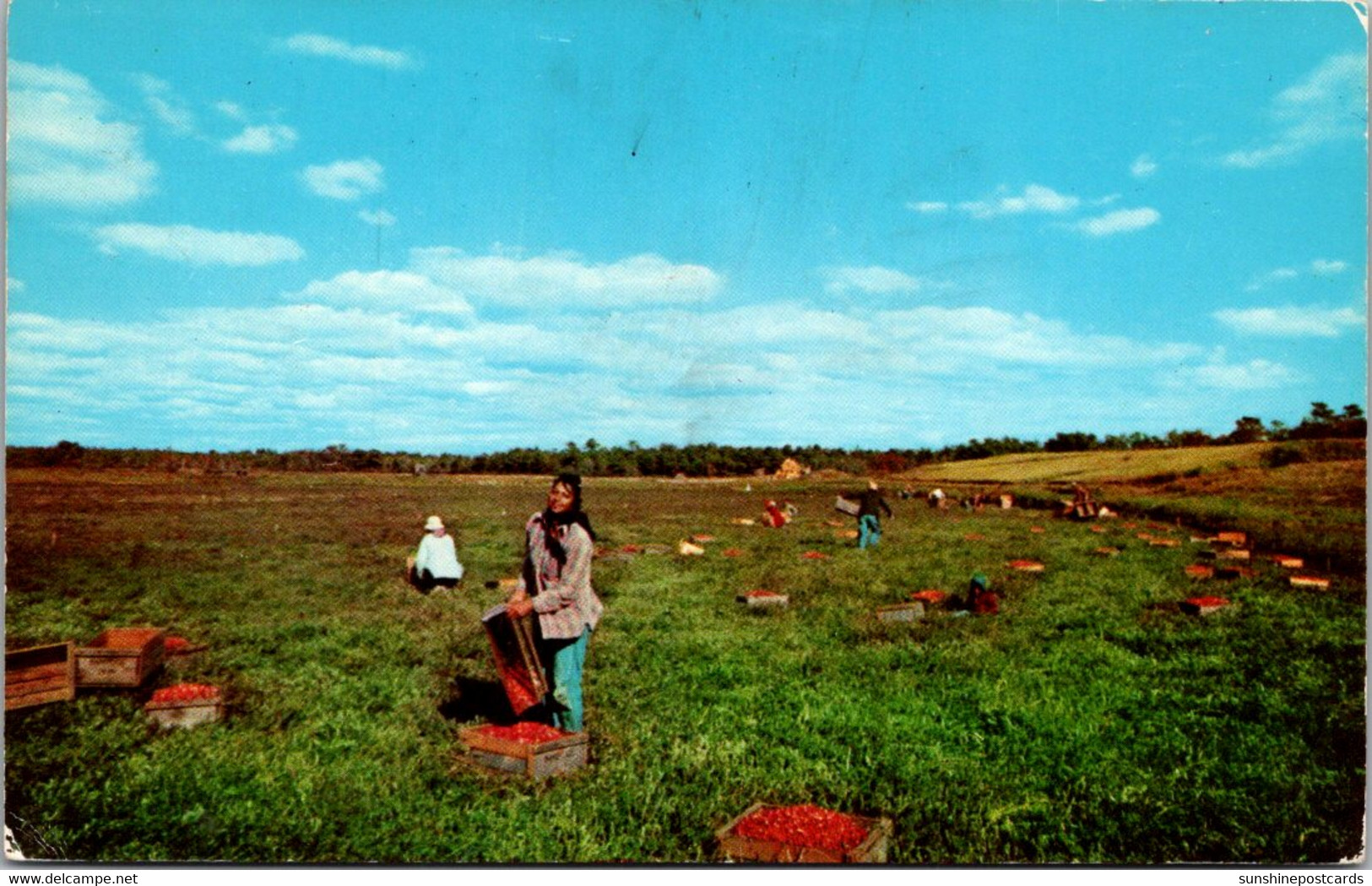 Massachusetts Cape Cod Cranberry Bog At Picking Time 1967 - Cape Cod