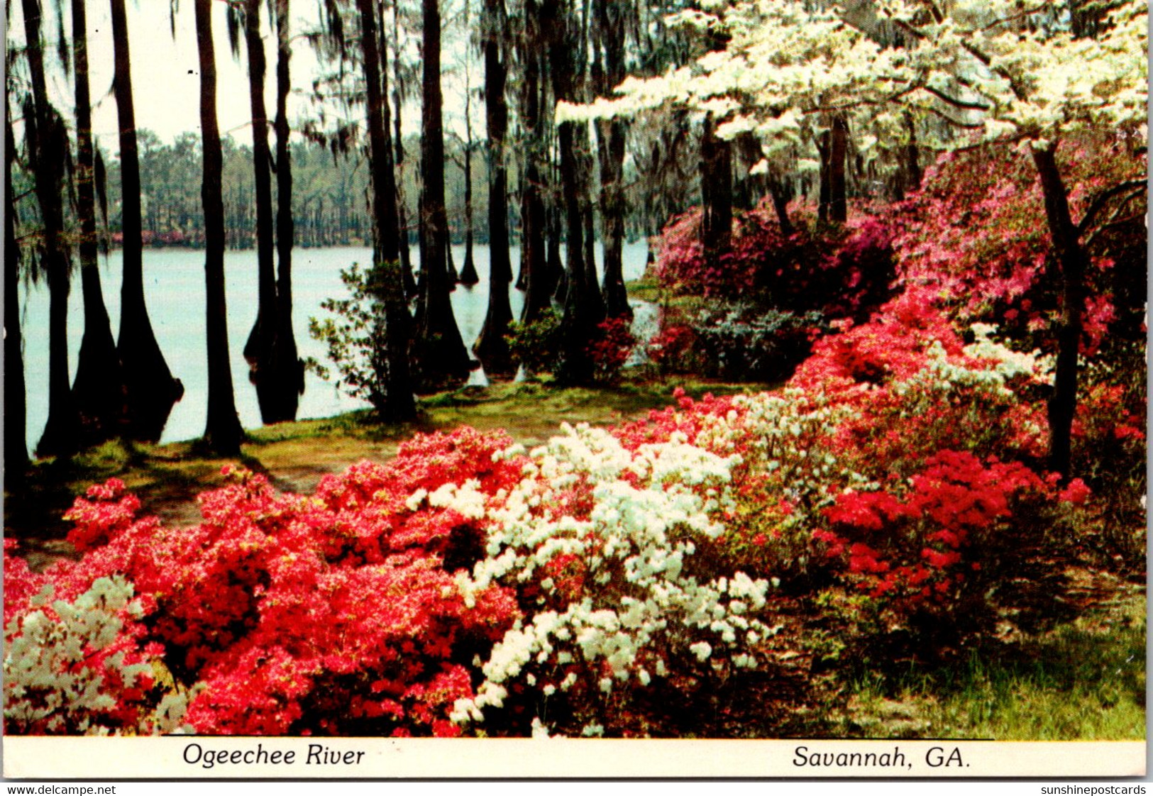 Georgia Savannah Ogeechee River With Beautful Azaleas And Cypress Trees - Savannah