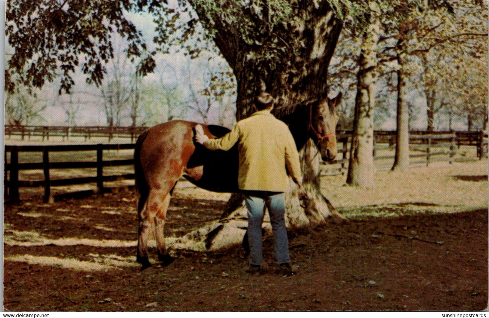 Kentucky Lexington Kentucky State Horse Park Grooming Hi Winter Coat 1975 - Lexington