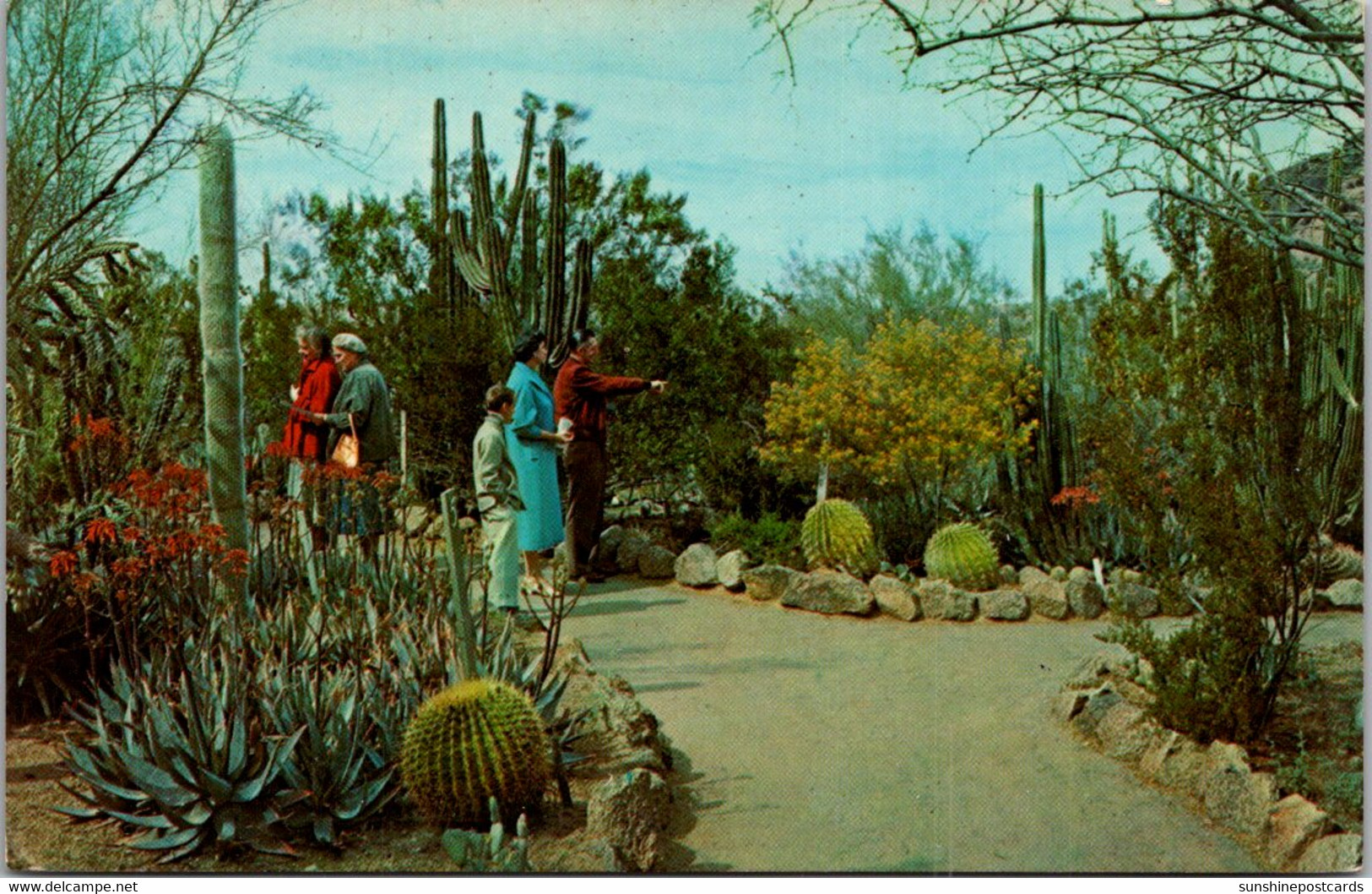Arizona Desert Botanical Garden Between Tempe And Phoenix - Tempe