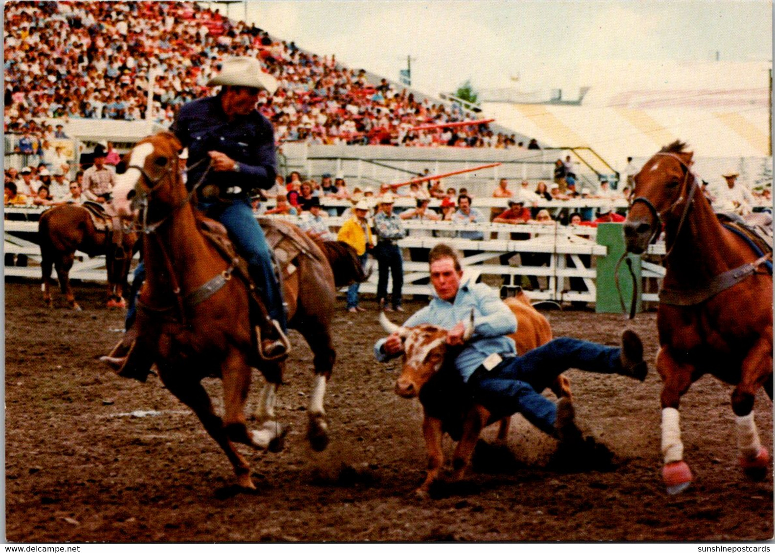 Canada Calgary Stampede And Exhibition Rodeo Scene Calf Roping - Calgary
