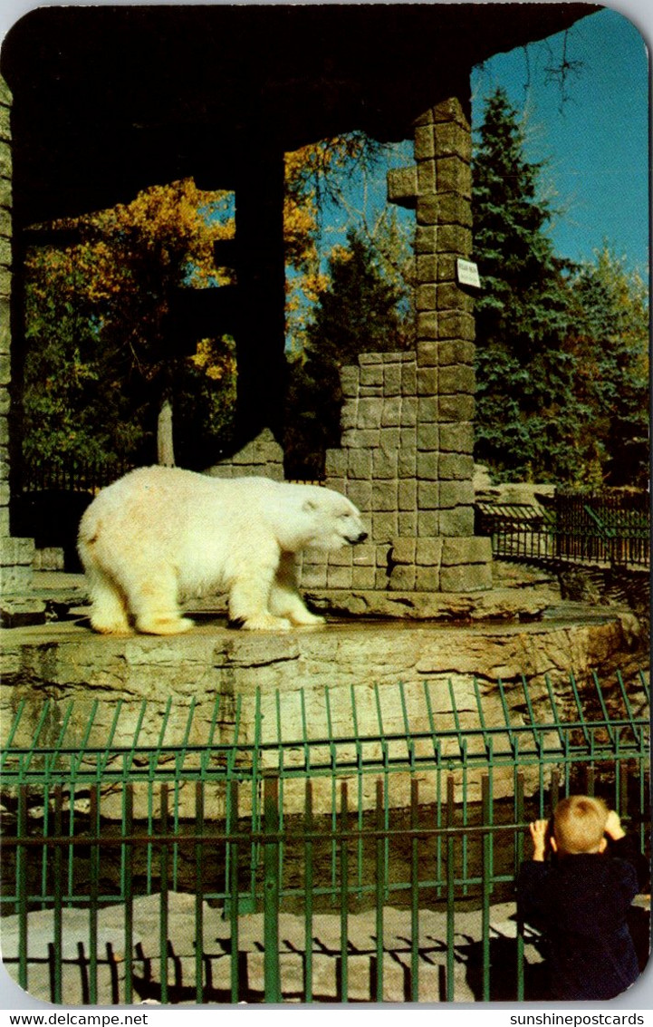 Colorado Denver Polar Bear In City Park Zoo - Denver