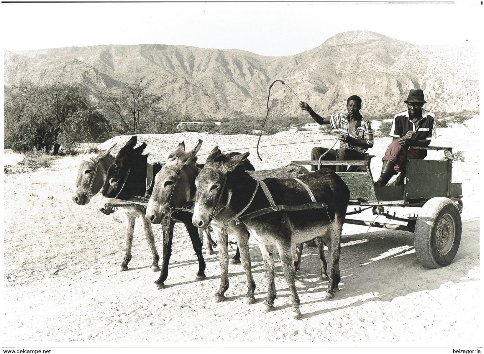 NAMIBIE ( Sud Ouest Africain ) - PHOTOGRAPHIE De KETTLER Jean Paul -Charrette, Ânes - SUPERBE CLICHE - RARE - VOIR SCANS - Namibia