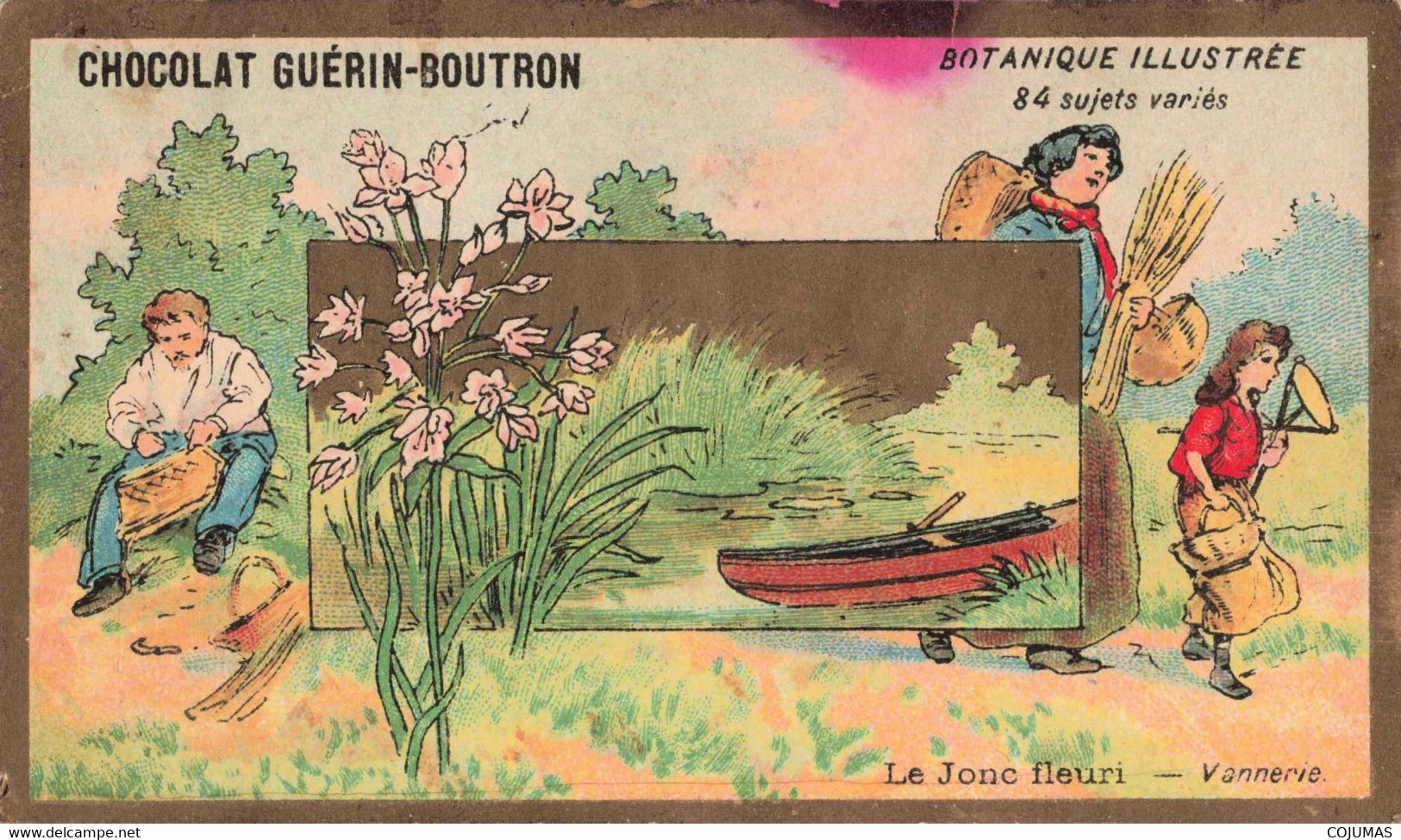 CHROMOS - S11586 - Chocolat Guérin Boutron Botanique Illustrée Le Jonc Fleuri Vannerie En L'état Env.10,6x6,2 Cm-L2 - Guerin Boutron