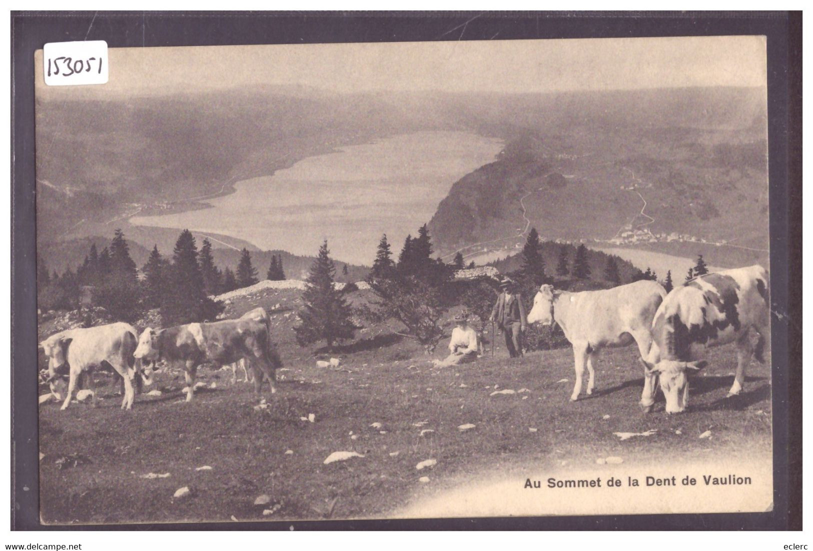 DISTRICT DE LA VALLEE - VACHES AU SOMMET DE LA DENT DE VAULION - TB - Vaulion