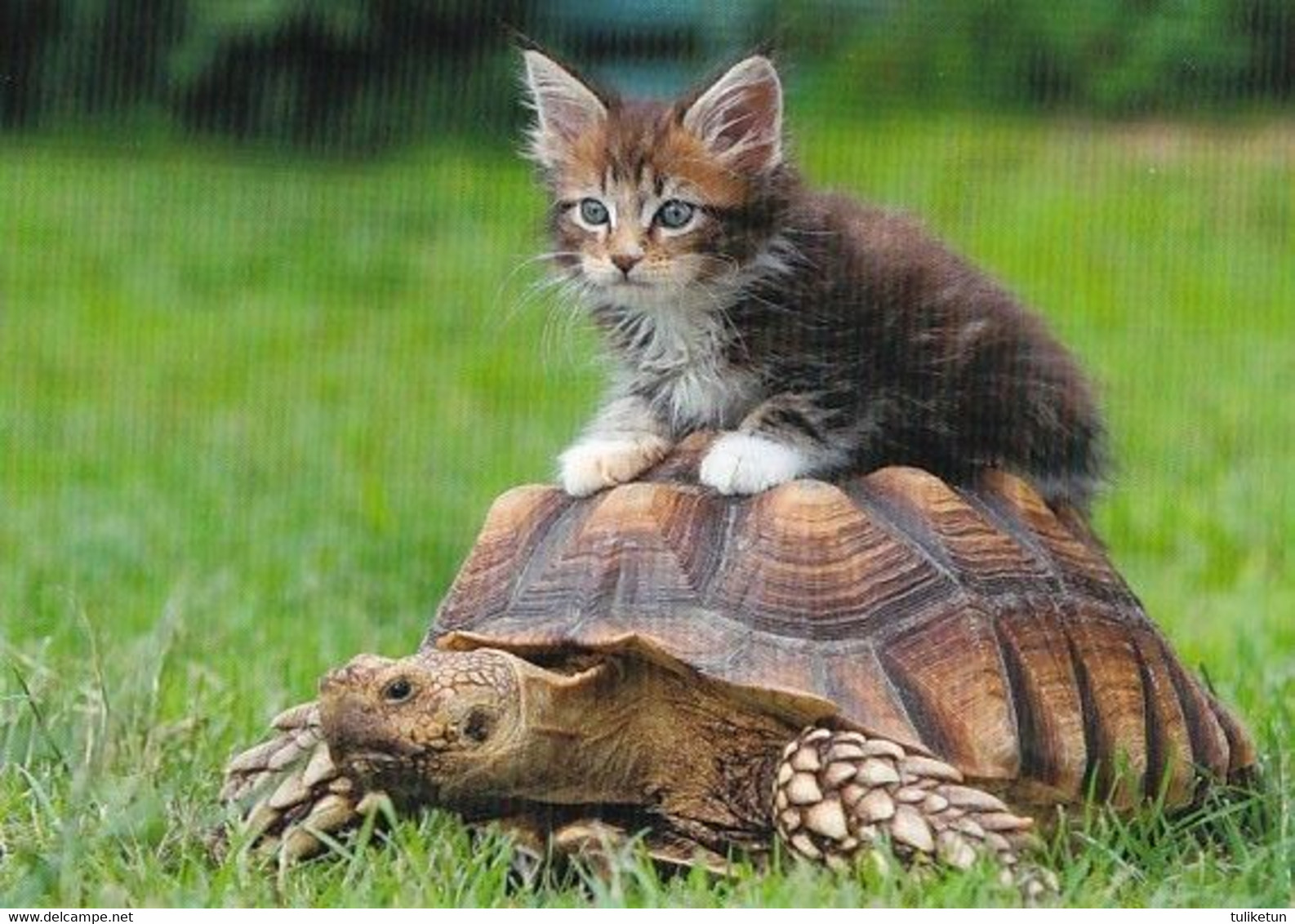 Amimal Friends - Cat & Turtle - Kitten - Tortue - Zeeschildpad - Schildkröte - Tartaruga - Tortuga - Tortues