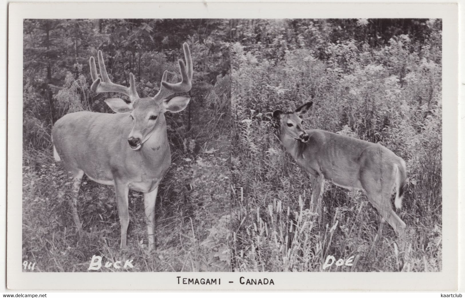 Temagami - Canada - Buck, Roe - Thousand Islands