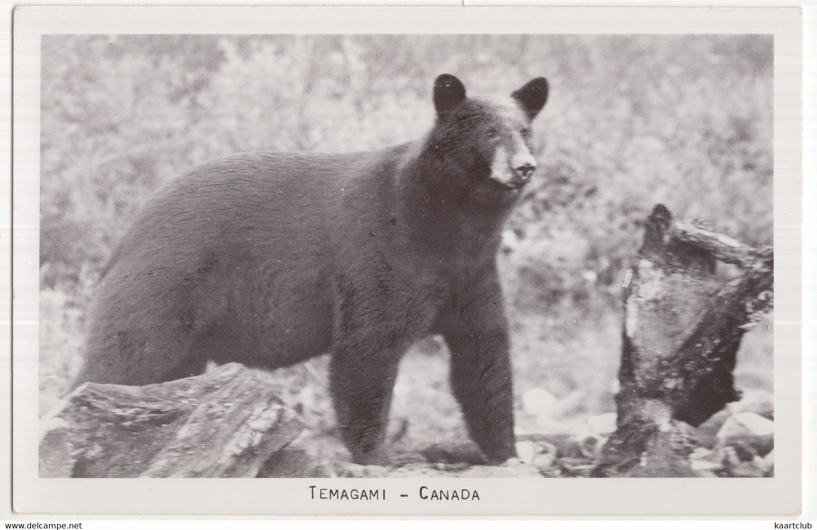 Temagami - Canada - Brown Bear - Thousand Islands