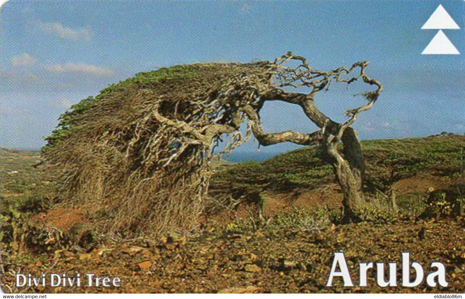 ARUBA - L&G - BIRDS - DIVI DIVI TREE - Aruba