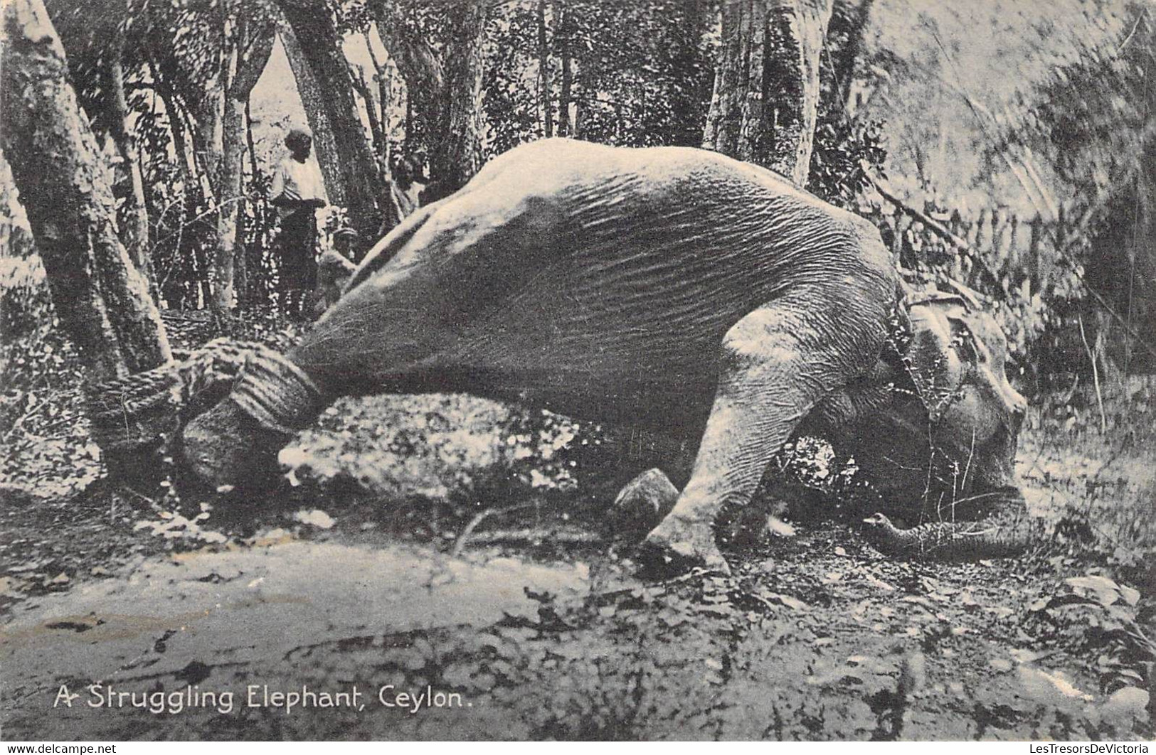 Sri Lanka - A Struggling Elephant - Ceylon - Edit. Platé LTD - Carte Postale Ancienne - Sri Lanka (Ceylon)