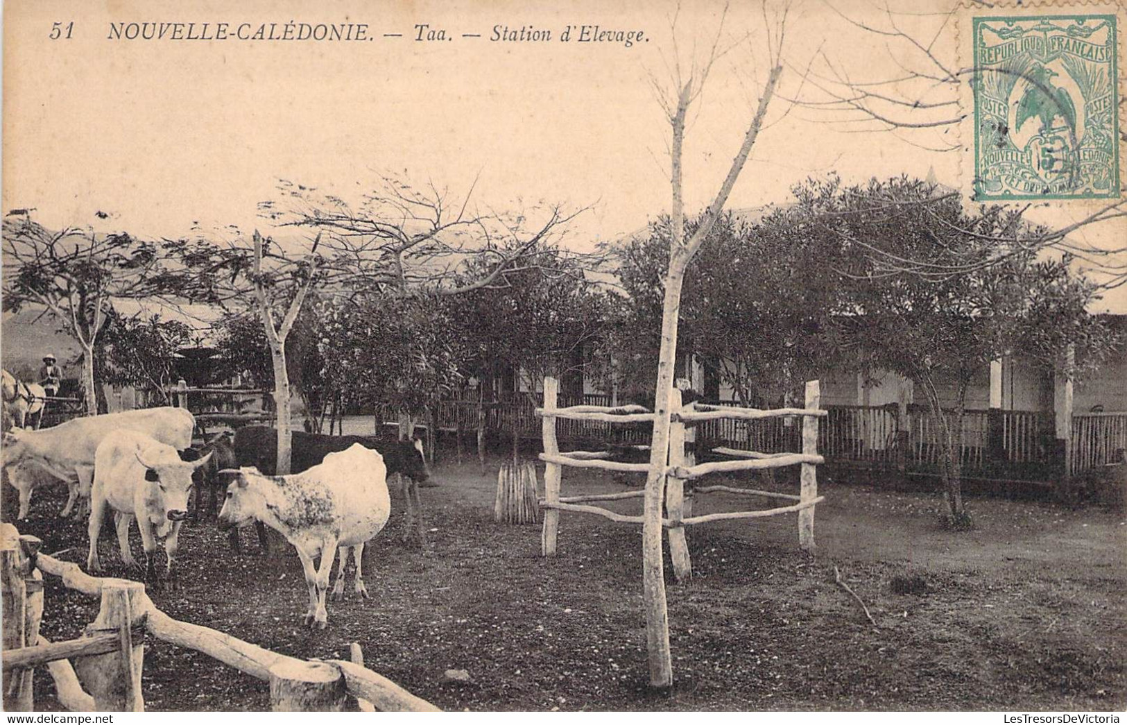 Nouvelle Calédonie - Taa - Station D'élevage - Vache - Carte Postale Ancienne - Neukaledonien