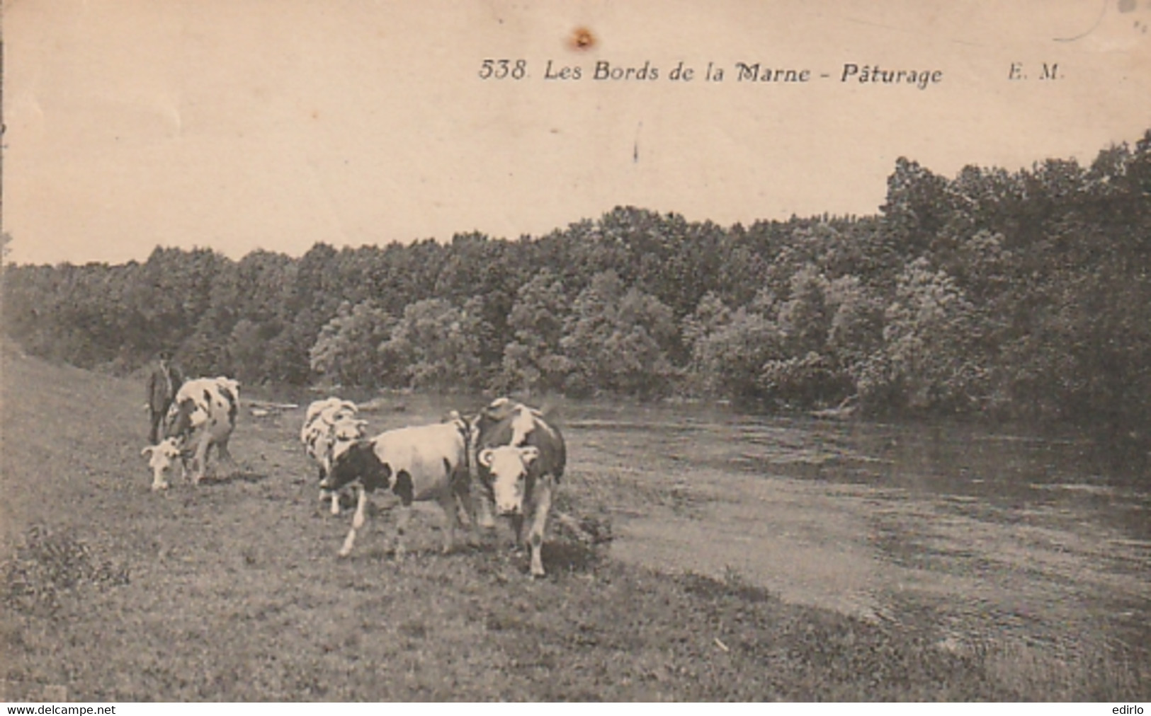 ***  51  *** 77  ***  Les Bords De La Marne Pâturages - élevage Vaches TTB - Elevage