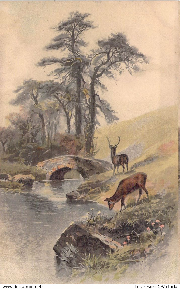 CHASSE - Cerf Dans La Nature - Illustration Non Signée - Carte Postale Ancienne - Hunting