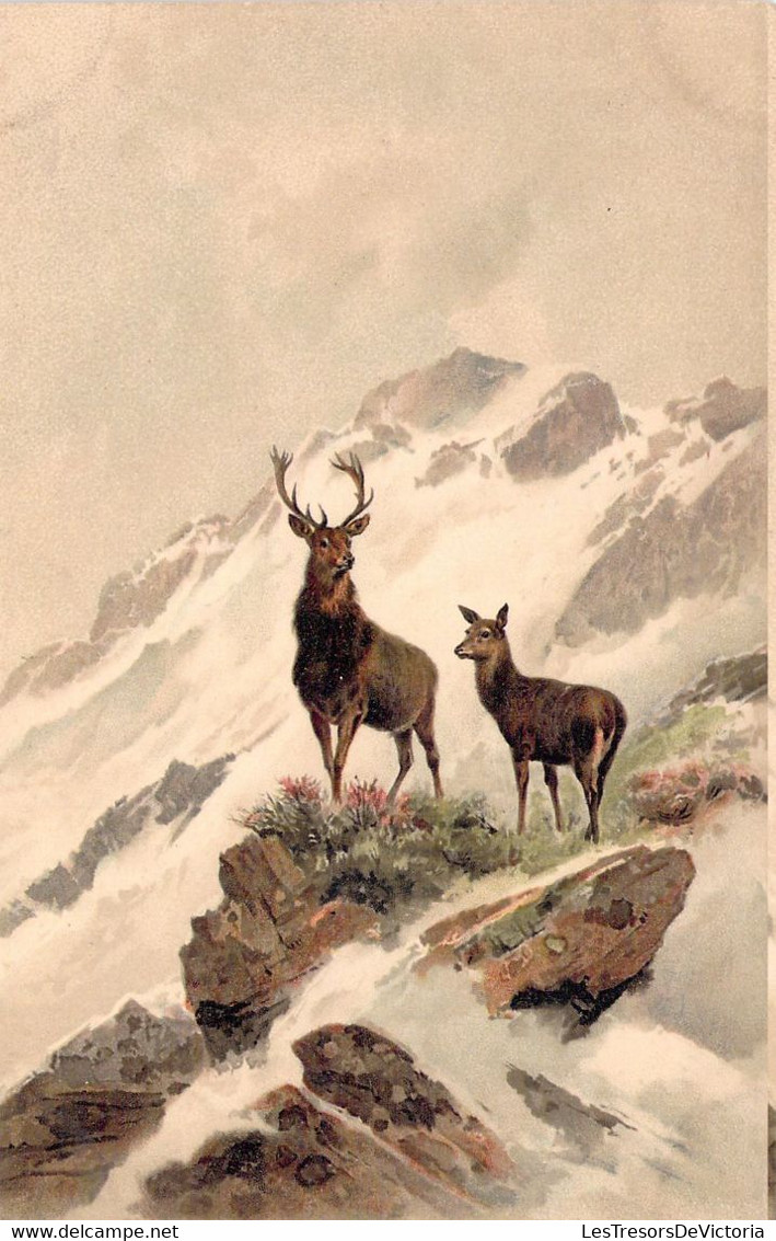 ANIMAUX - Cerf Dans La Nature Sur Un Rocher - Montagne - Carte Postale Ancienne - Sonstige & Ohne Zuordnung