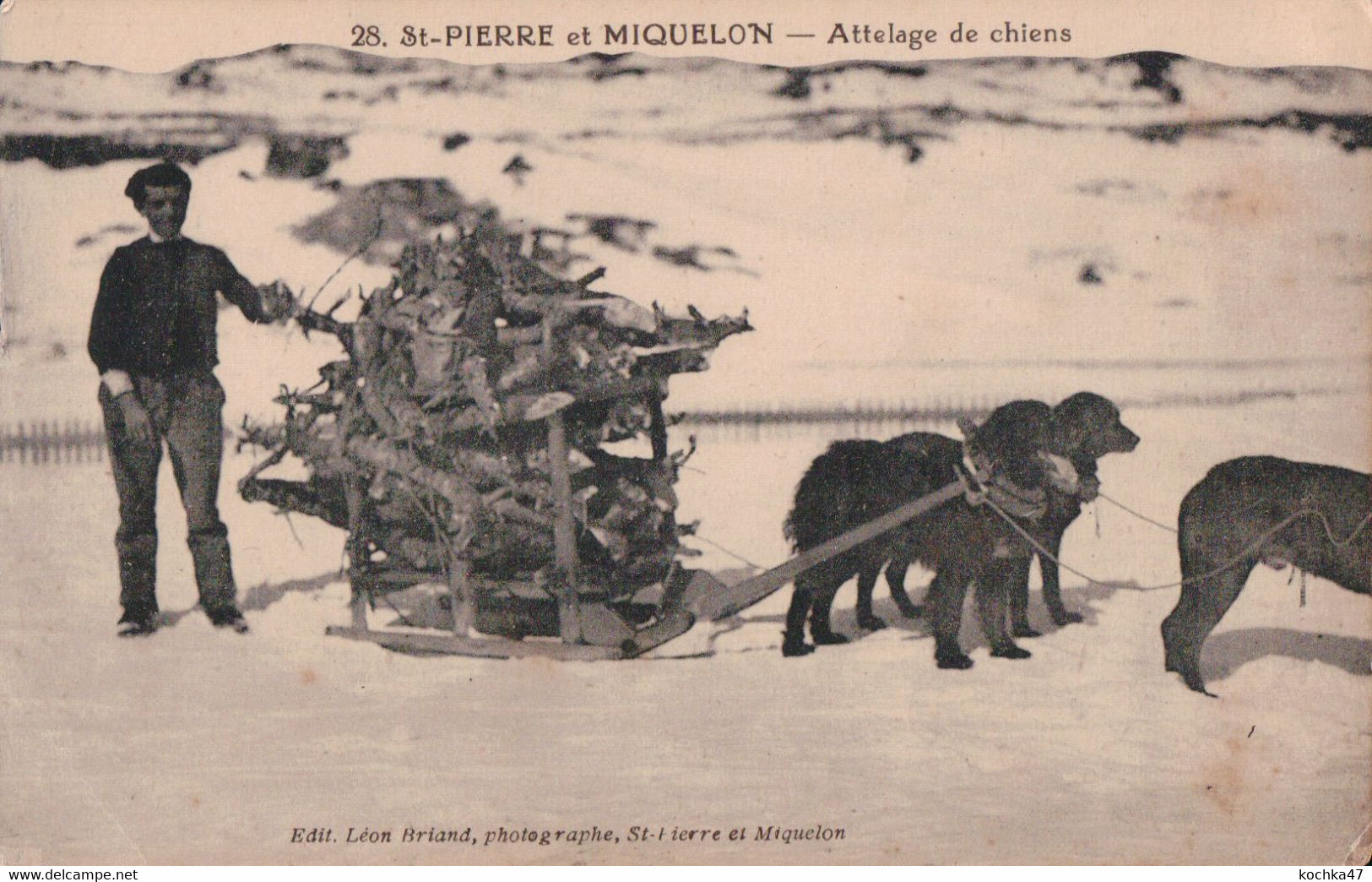 Saint Pierre Et Miquelon  Attelage De Chiens CPA Non Circulée - Saint-Pierre-et-Miquelon