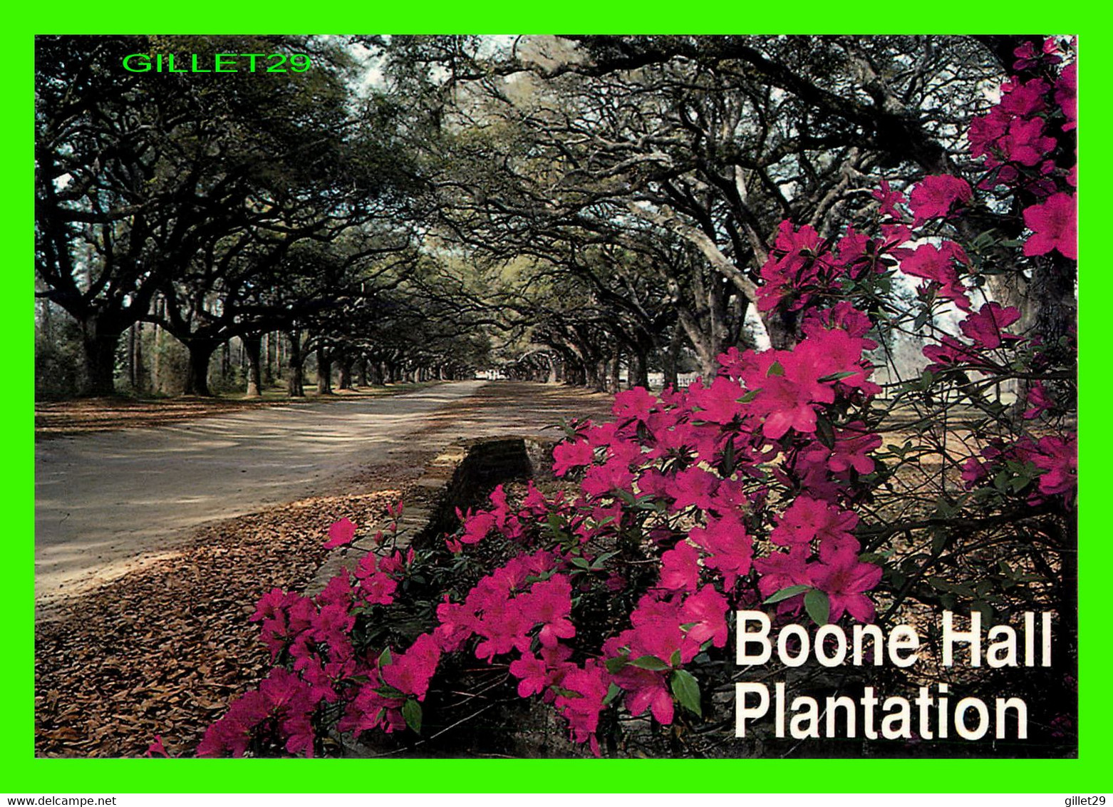 CHARLESTON, SC - AVENUE OF OAKS, BOONE HALL PLANTATION -  AERIAL PHOTOGRAPHY SERVICES - - Charleston