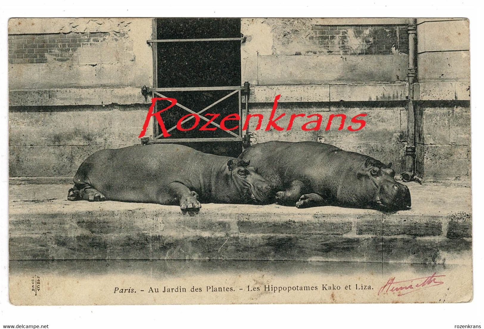 Les Hippopotames Kako Et Liza Jardin Zoologique Paris Tiergarten Nijlpaard Nilpferd Hipopótamo Ippopotamo CPA - Hippopotames