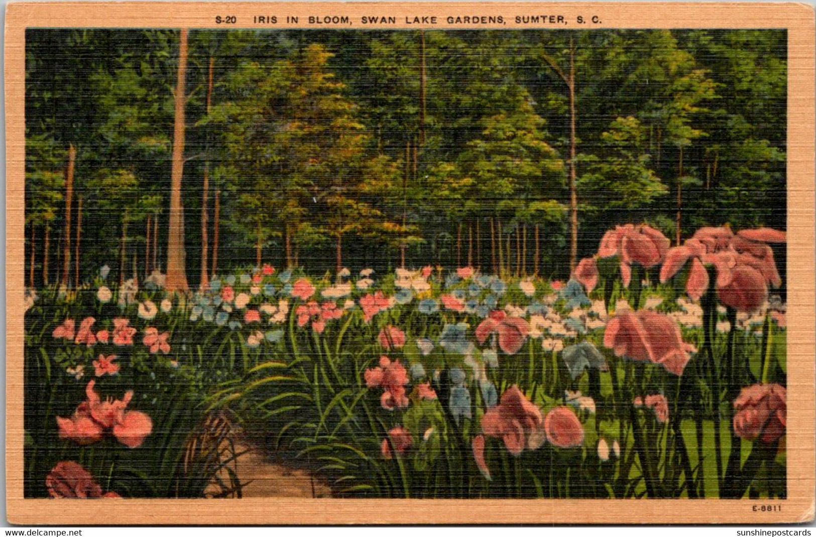 South Carolina Sumter Swan Lake Gardens Iris In Bloom - Sumter