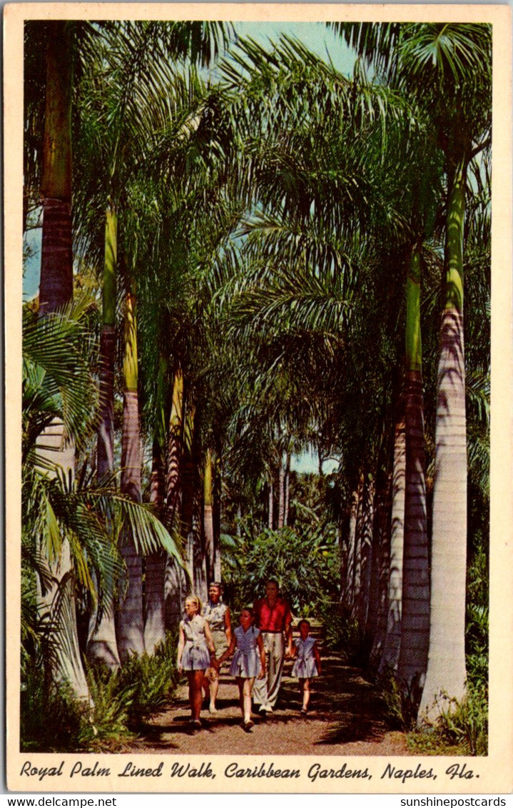 Florida Naples Caribbean Gardens Royal Palm Lined Walk 1956 - Naples
