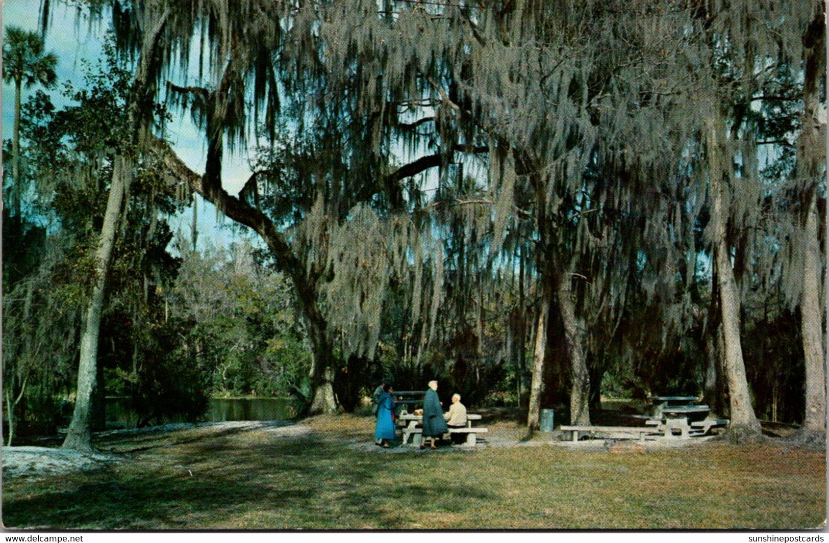 Florida Ocala National Forest Alexander Springs Recreation Area Shell Mound Picnic Area 1965 - Ocala