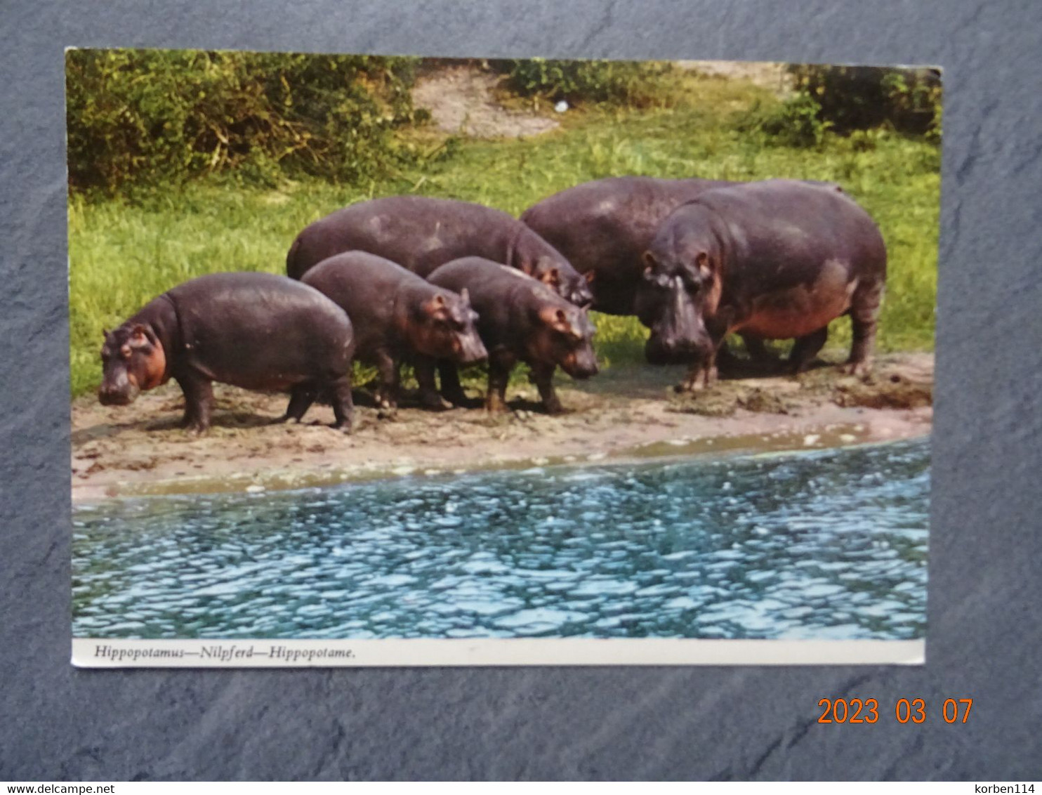 Hippopotamus - Ippopotami