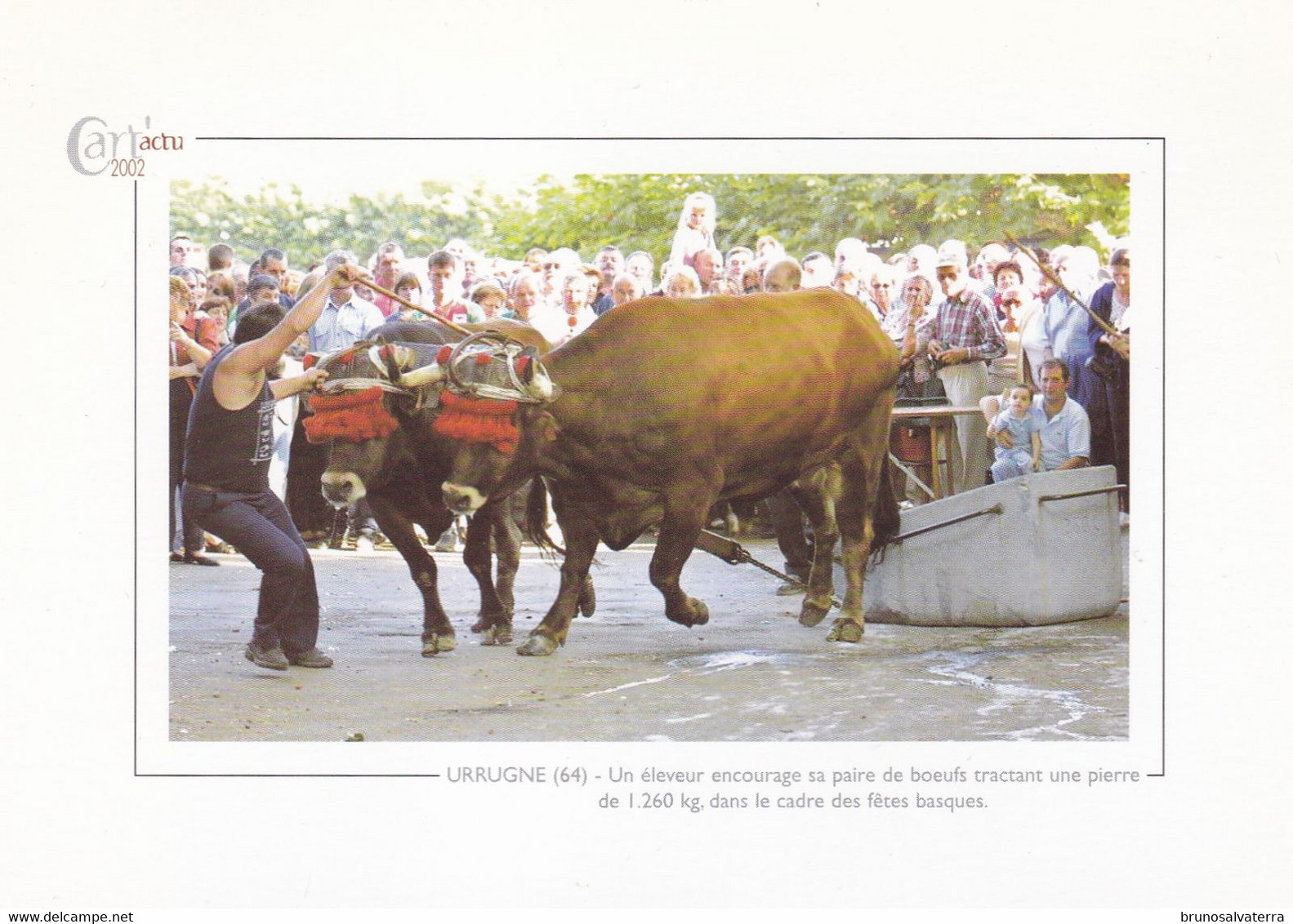 URRUGNE - Un éleveur Encourage Sa Paire De Boeufs... - Cart'actu 2002 N° 81- Photo Daniel Velez - Très Bon état - Urrugne