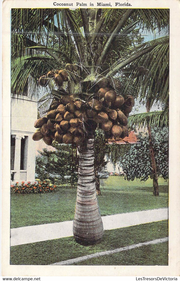 ETATS-UNIS - Florida - Miami - Cocoanut Palm - Carte Postale Ancienne - Miami