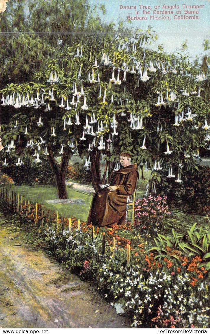 ETATS-UNIS - California - Barbara Mission - Datura Tree Or Angels Trumpet - In The Gardens.. - Carte Postale Ancienne - Andere & Zonder Classificatie