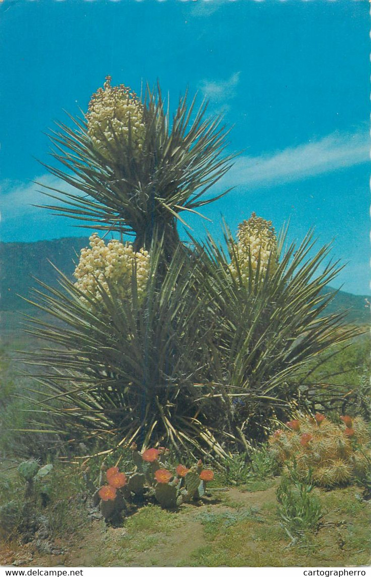 USA Desert Yucca Beavertail And Strawberry Hedgehog Cacti In Bloom - Cactusses