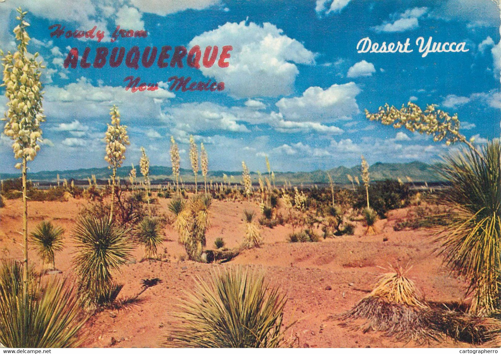 USA Albuquerque NM Desert Yucca Spanish Bayonet Desert Vegetation - Albuquerque