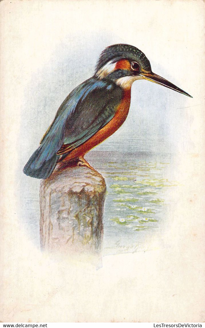 OISEAUX - Un Bel Oiseaux Se Pose Sur Un Tronc D'arbre - Carte Postale Ancienne - Oiseaux